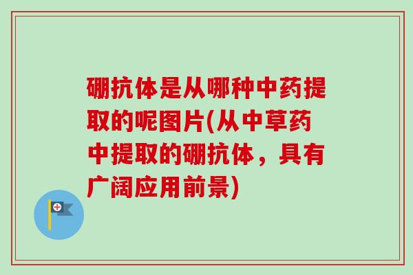硼抗体是从哪种提取的呢图片(从中草药中提取的硼抗体,具有广阔应用前景) 硼抗体是从哪种提取的呢图片(从中草药中提取的硼抗体,具有广阔应用前景)