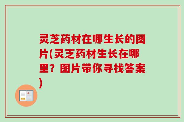 灵芝药材在哪生长的图片(灵芝药材生长在哪里?图片带你寻找答案) 灵芝药材在哪生长的图片(灵芝药材生长在哪里?图片带你寻找答案)