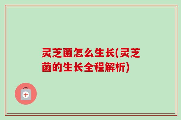 灵芝菌怎么生长(灵芝菌的生长全程解析) 灵芝菌怎么生长(灵芝菌的生长全程解析)