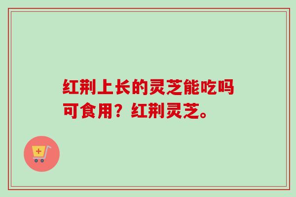 红荆上长的灵芝能吃吗可食用？红荆灵芝。