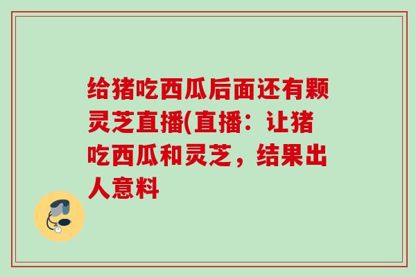 给猪吃西瓜后面还有颗灵芝直播(直播:让猪吃西瓜和灵芝,结果出人意料 给猪吃西瓜后面还有颗灵芝直播(直播:让猪吃西瓜和灵芝,结果出人意料