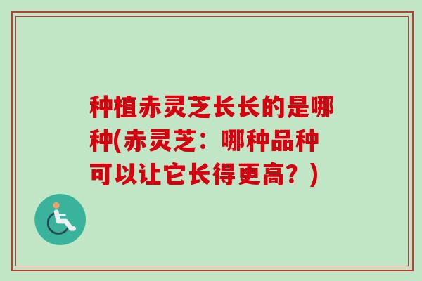 种植赤灵芝长长的是哪种(赤灵芝:哪种品种可以让它长得更高?) 种植赤灵芝长长的是哪种(赤灵芝:哪种品种可以让它长得更高?)
