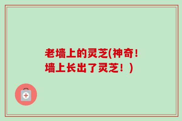 老墙上的灵芝(神奇!墙上长出了灵芝!) 老墙上的灵芝(神奇!墙上长出了灵芝!)