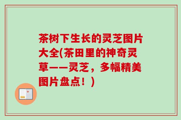 茶树下生长的灵芝图片大全(茶田里的神奇灵草——灵芝，多幅精美图片盘点！)