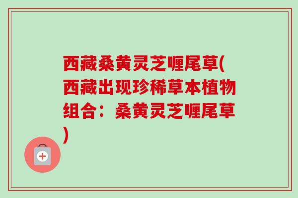 西藏桑黄灵芝喱尾草(西藏出现珍稀草本植物组合:桑黄灵芝喱尾草) 西藏桑黄灵芝喱尾草(西藏出现珍稀草本植物组合:桑黄灵芝喱尾草)