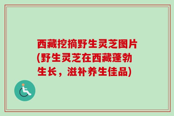 西藏挖摘野生灵芝图片(野生灵芝在西藏蓬勃生长,滋补养生佳品) 西藏挖摘野生灵芝图片(野生灵芝在西藏蓬勃生长,滋补养生佳品)