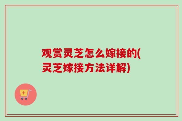 观赏灵芝怎么嫁接的(灵芝嫁接方法详解) 观赏灵芝怎么嫁接的(灵芝嫁接方法详解)