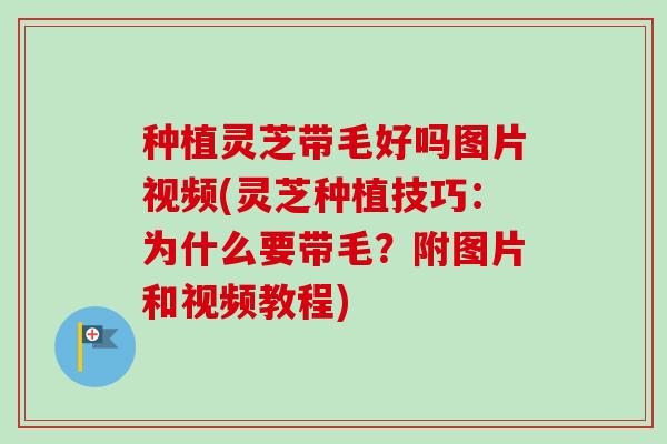 种植灵芝带毛好吗图片视频(灵芝种植技巧:为什么要带毛?附图片和视频教程) 种植灵芝带毛好吗图片视频(灵芝种植技巧:为什么要带毛?附图片和视频教程)