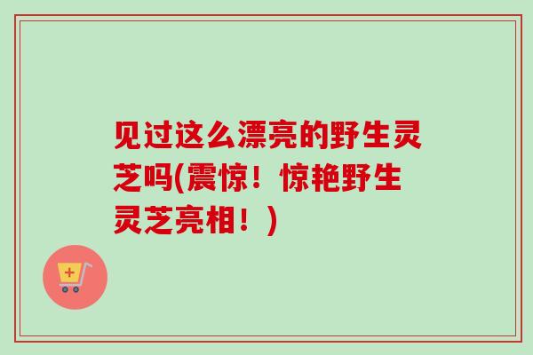 见过这么漂亮的野生灵芝吗(震惊!惊艳野生灵芝亮相!) 见过这么漂亮的野生灵芝吗(震惊!惊艳野生灵芝亮相!)