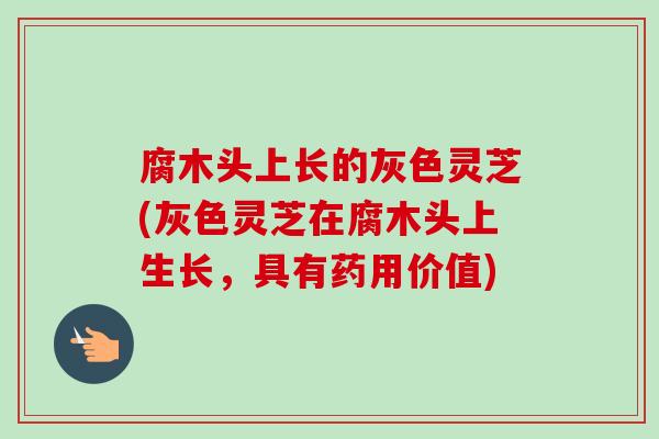 腐木头上长的灰色灵芝(灰色灵芝在腐木头上生长,具有药用价值) 腐木头上长的灰色灵芝(灰色灵芝在腐木头上生长,具有药用价值)
