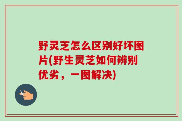 野灵芝怎么区别好坏图片(野生灵芝如何辨别优劣,一图解决) 野灵芝怎么区别好坏图片(野生灵芝如何辨别优劣,一图解决)