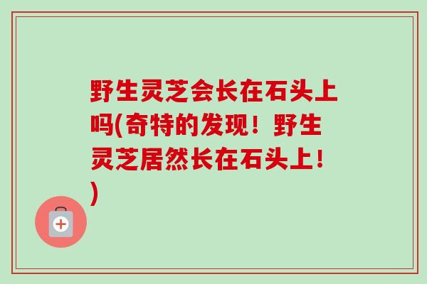 野生灵芝会长在石头上吗(奇特的发现!野生灵芝居然长在石头上!) 野生灵芝会长在石头上吗(奇特的发现!野生灵芝居然长在石头上!)