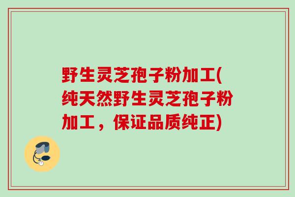 野生灵芝孢子粉加工(纯天然野生灵芝孢子粉加工,保证品质纯正) 野生灵芝孢子粉加工(纯天然野生灵芝孢子粉加工,保证品质纯正)