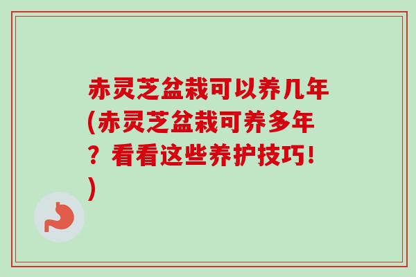 赤灵芝盆栽可以养几年(赤灵芝盆栽可养多年?看看这些养护技巧!) 赤灵芝盆栽可以养几年(赤灵芝盆栽可养多年?看看这些养护技巧!)
