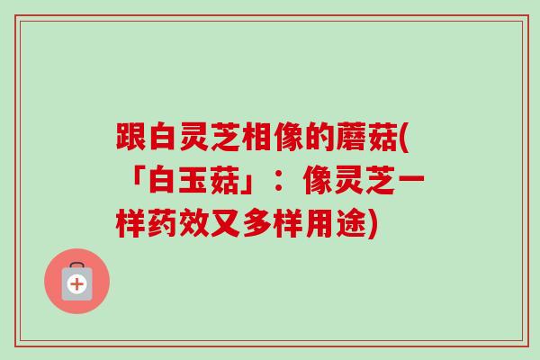跟白灵芝相像的蘑菇(「白玉菇」：像灵芝一样又多样用途)