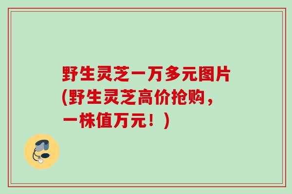 野生灵芝一万多元图片(野生灵芝高价抢购，一株值万元！)