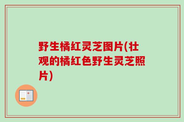 野生橘红灵芝图片(壮观的橘红色野生灵芝照片) 野生橘红灵芝图片(壮观的橘红色野生灵芝照片)