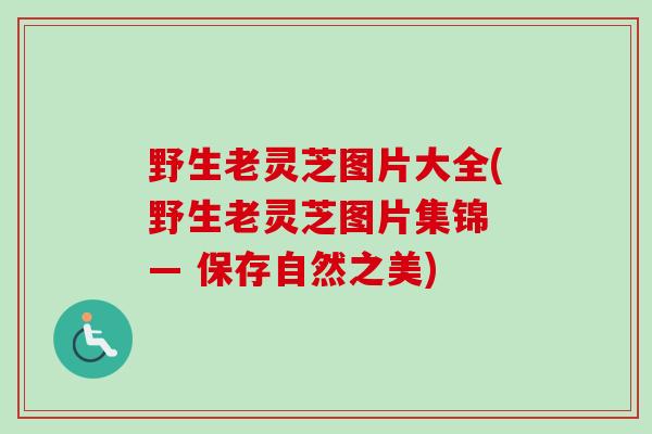 野生老灵芝图片大全(野生老灵芝图片集锦 — 保存自然之美) 野生老灵芝图片大全(野生老灵芝图片集锦 — 保存自然之美)