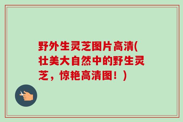 野外生灵芝图片高清(壮美大自然中的野生灵芝，惊艳高清图！)