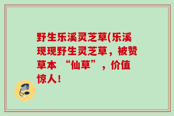 野生乐溪灵芝草(乐溪现现野生灵芝草,被赞草本 “仙草”,价值惊人! 野生乐溪灵芝草(乐溪现现野生灵芝草,被赞草本 “仙草”,价值惊人!