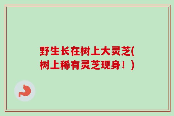 野生长在树上大灵芝(树上稀有灵芝现身!) 野生长在树上大灵芝(树上稀有灵芝现身!)