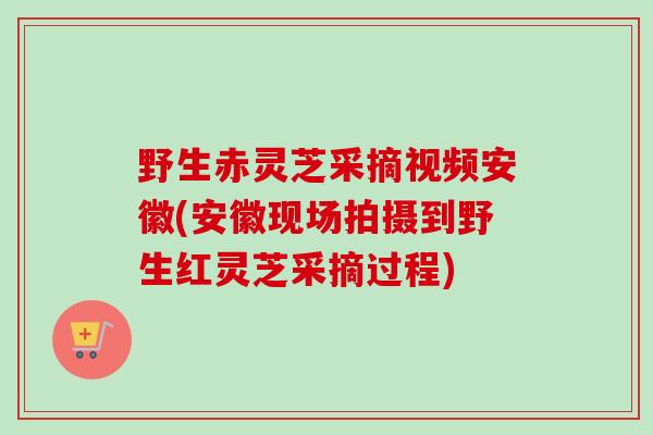 野生赤灵芝采摘视频安徽(安徽现场拍摄到野生红灵芝采摘过程)