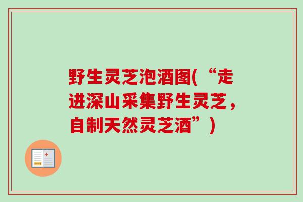 野生灵芝泡酒图(“走进深山采集野生灵芝，自制天然灵芝酒”)