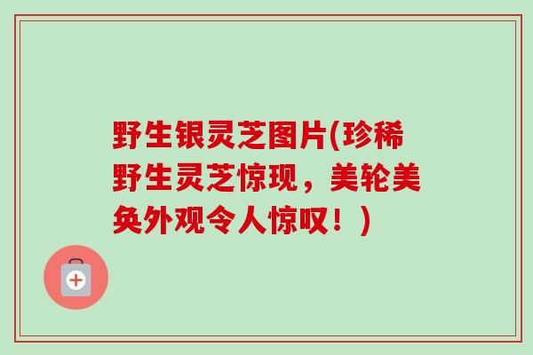 野生银灵芝图片(珍稀野生灵芝惊现,美轮美奂外观令人惊叹!) 野生银灵芝图片(珍稀野生灵芝惊现,美轮美奂外观令人惊叹!)