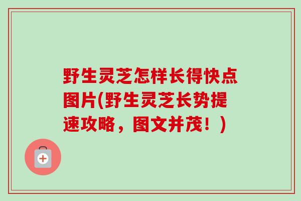 野生灵芝怎样长得快点图片(野生灵芝长势提速攻略,图文并茂!) 野生灵芝怎样长得快点图片(野生灵芝长势提速攻略,图文并茂!)
