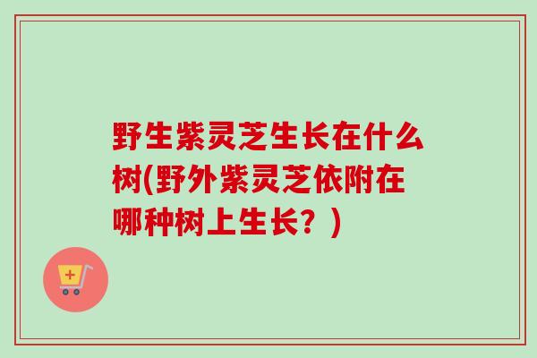 野生紫灵芝生长在什么树(野外紫灵芝依附在哪种树上生长?) 野生紫灵芝生长在什么树(野外紫灵芝依附在哪种树上生长?)