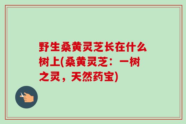 野生桑黄灵芝长在什么树上(桑黄灵芝：一树之灵，天然药宝)