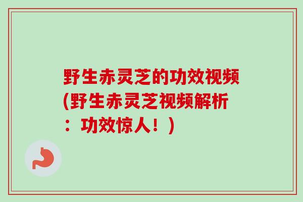 野生赤灵芝的功效视频(野生赤灵芝视频解析:功效惊人!) 野生赤灵芝的功效视频(野生赤灵芝视频解析:功效惊人!)