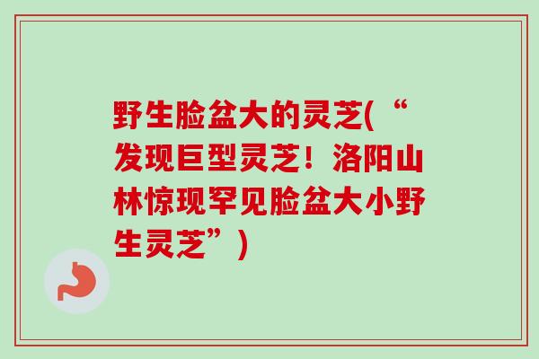 野生脸盆大的灵芝(“发现巨型灵芝!洛阳山林惊现罕见脸盆大小野生灵芝”) 野生脸盆大的灵芝(“发现巨型灵芝!洛阳山林惊现罕见脸盆大小野生灵芝”)