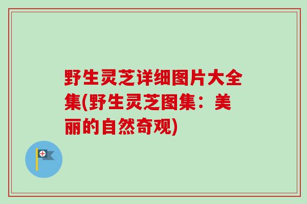 野生灵芝详细图片大全集(野生灵芝图集:美丽的自然奇观) 野生灵芝详细图片大全集(野生灵芝图集:美丽的自然奇观)