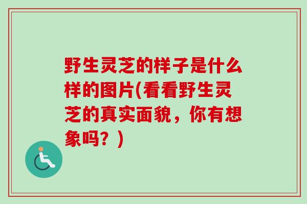 野生灵芝的样子是什么样的图片(看看野生灵芝的真实面貌，你有想象吗？)