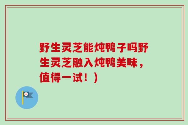 野生灵芝能炖鸭子吗野生灵芝融入炖鸭美味,值得一试!) 野生灵芝能炖鸭子吗野生灵芝融入炖鸭美味,值得一试!)