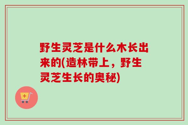 野生灵芝是什么木长出来的(造林带上,野生灵芝生长的奥秘) 野生灵芝是什么木长出来的(造林带上,野生灵芝生长的奥秘)