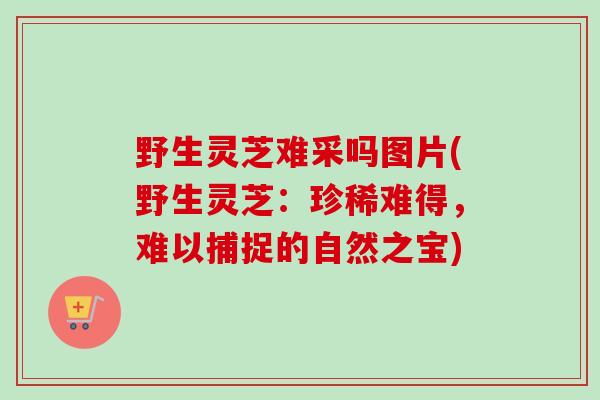 野生灵芝难采吗图片(野生灵芝:珍稀难得,难以捕捉的自然之宝) 野生灵芝难采吗图片(野生灵芝:珍稀难得,难以捕捉的自然之宝)