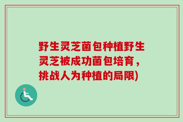 野生灵芝菌包种植野生灵芝被成功菌包培育,挑战人为种植的局限) 野生灵芝菌包种植野生灵芝被成功菌包培育,挑战人为种植的局限)