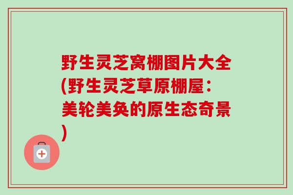 野生灵芝窝棚图片大全(野生灵芝草原棚屋:美轮美奂的原生态奇景) 野生灵芝窝棚图片大全(野生灵芝草原棚屋:美轮美奂的原生态奇景)