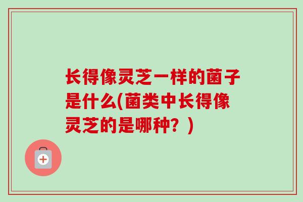 长得像灵芝一样的菌子是什么(菌类中长得像灵芝的是哪种?) 长得像灵芝一样的菌子是什么(菌类中长得像灵芝的是哪种?)