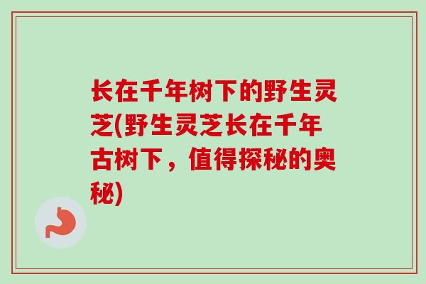 长在千年树下的野生灵芝(野生灵芝长在千年古树下,值得探秘的奥秘) 长在千年树下的野生灵芝(野生灵芝长在千年古树下,值得探秘的奥秘)