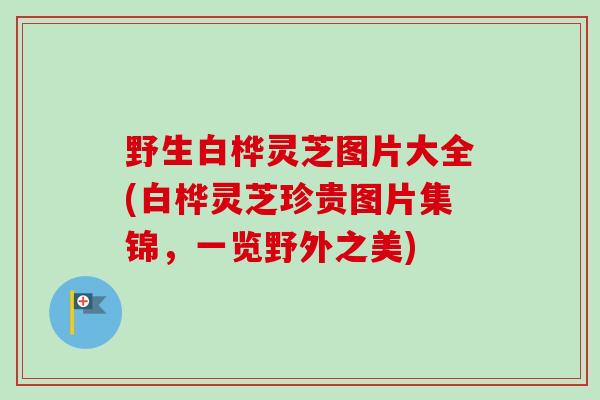 野生白桦灵芝图片大全(白桦灵芝珍贵图片集锦,一览野外之美) 野生白桦灵芝图片大全(白桦灵芝珍贵图片集锦,一览野外之美)
