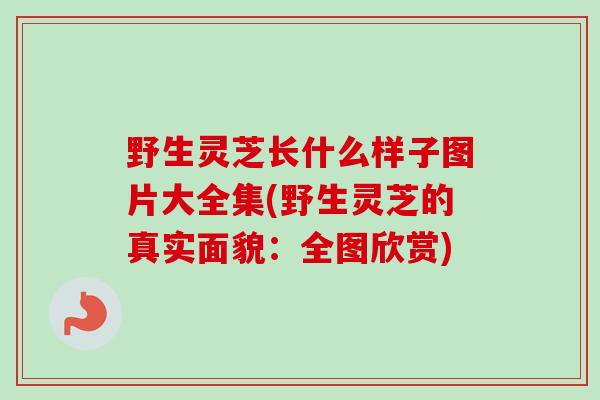 野生灵芝长什么样子图片大全集(野生灵芝的真实面貌:全图欣赏) 野生灵芝长什么样子图片大全集(野生灵芝的真实面貌:全图欣赏)