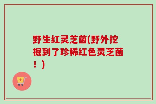 野生红灵芝菌(野外挖掘到了珍稀红色灵芝菌!) 野生红灵芝菌(野外挖掘到了珍稀红色灵芝菌!)