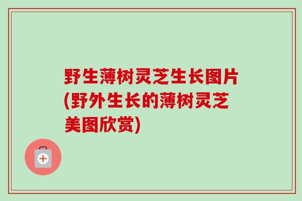 野生薄树灵芝生长图片(野外生长的薄树灵芝美图欣赏)