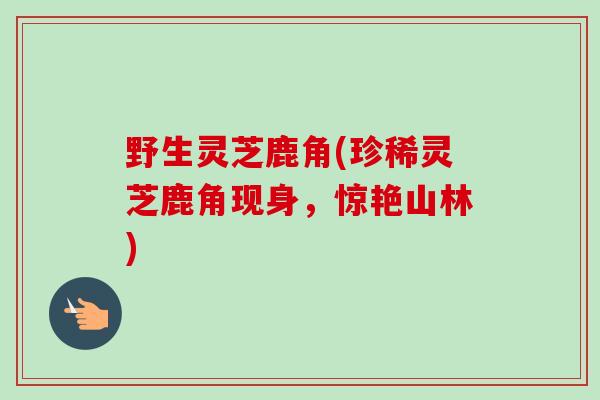野生灵芝鹿角(珍稀灵芝鹿角现身，惊艳山林)