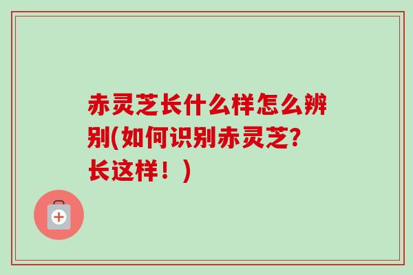 赤灵芝长什么样怎么辨别(如何识别赤灵芝?长这样!) 赤灵芝长什么样怎么辨别(如何识别赤灵芝?长这样!)