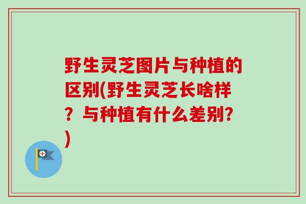 野生灵芝图片与种植的区别(野生灵芝长啥样?与种植有什么差别?) 野生灵芝图片与种植的区别(野生灵芝长啥样?与种植有什么差别?)