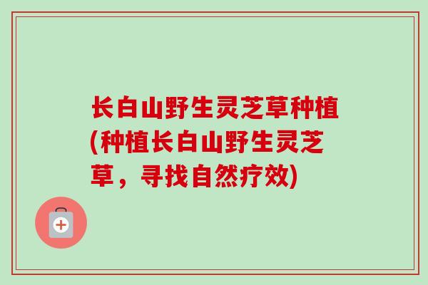 长白山野生灵芝草种植(种植长白山野生灵芝草,寻找自然疗效) 长白山野生灵芝草种植(种植长白山野生灵芝草,寻找自然疗效)